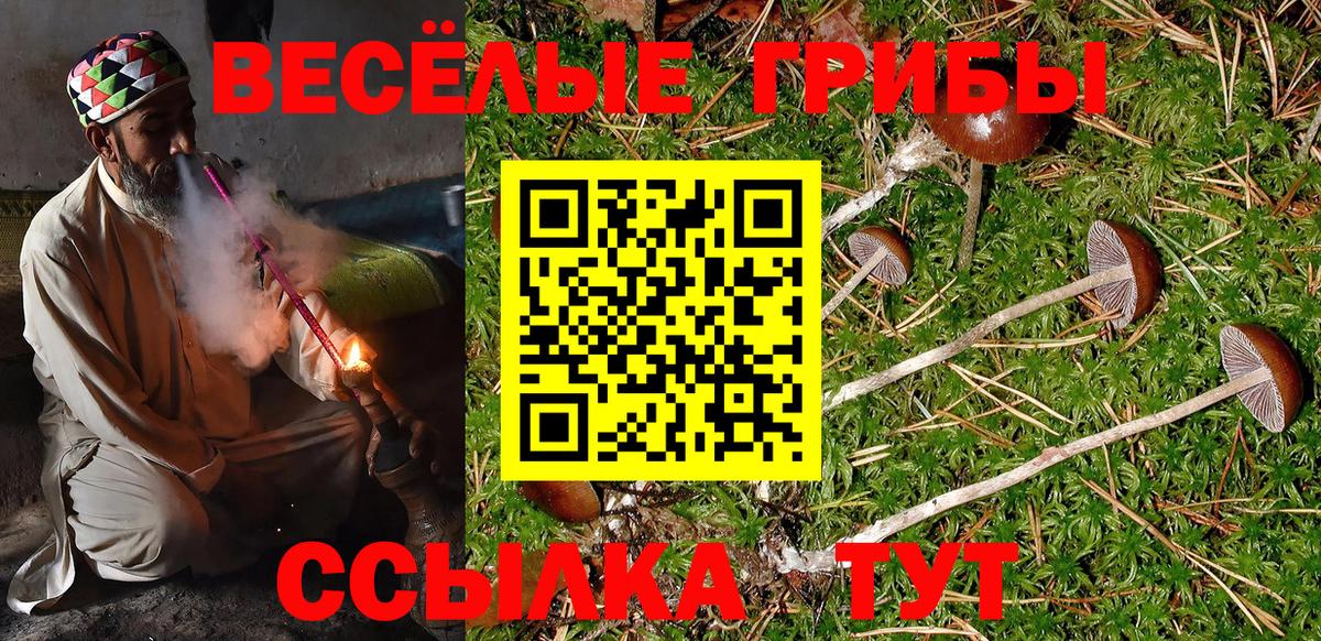 Псилоцибиновые грибы Psilocybe Стерлитамак